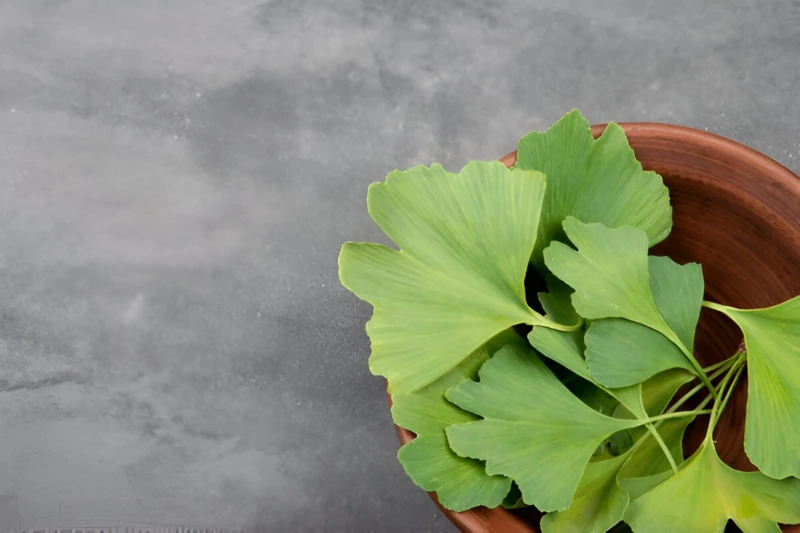 Ginkgo biloba and memory enhancement - Scientific Studies