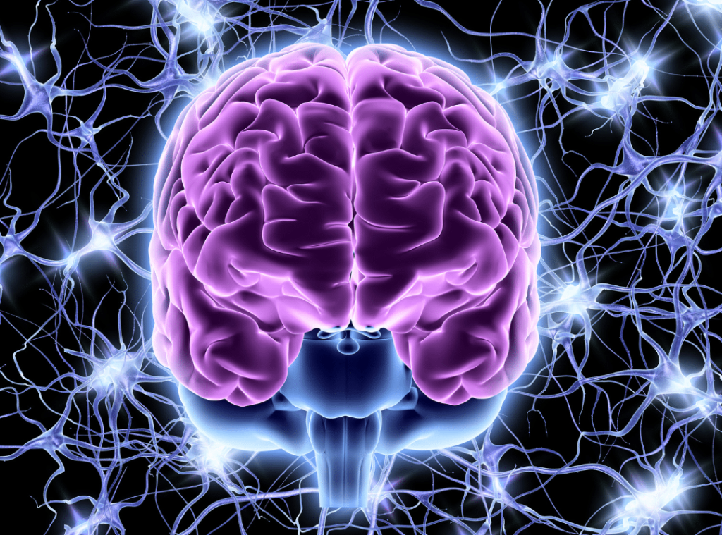 How the Nervous System Changes with Age and Ways to Support It Naturally