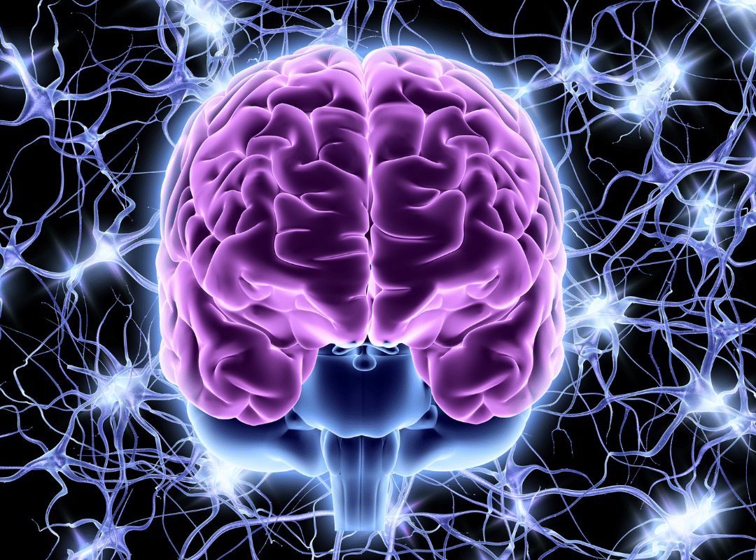 How the Nervous System Changes with Age and Ways to Support It Naturally